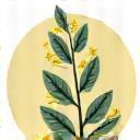 Stylized icon of witch hazel flower and leaves, representing toning properties.
